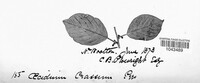 Puccinia coronata image